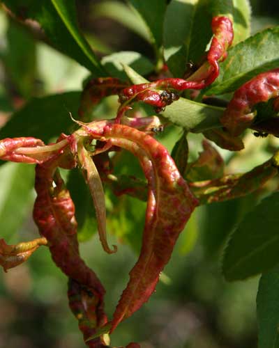 Pfirsichkräuselkrankheit